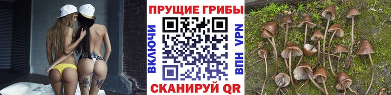 blacksprut   Старая Купавна  Псилоцибиновые грибы мицелий  где найти  
